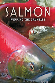 Salmon: Running the Gauntlet