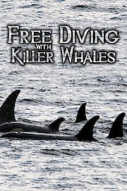 Free Diving With Killer Whales