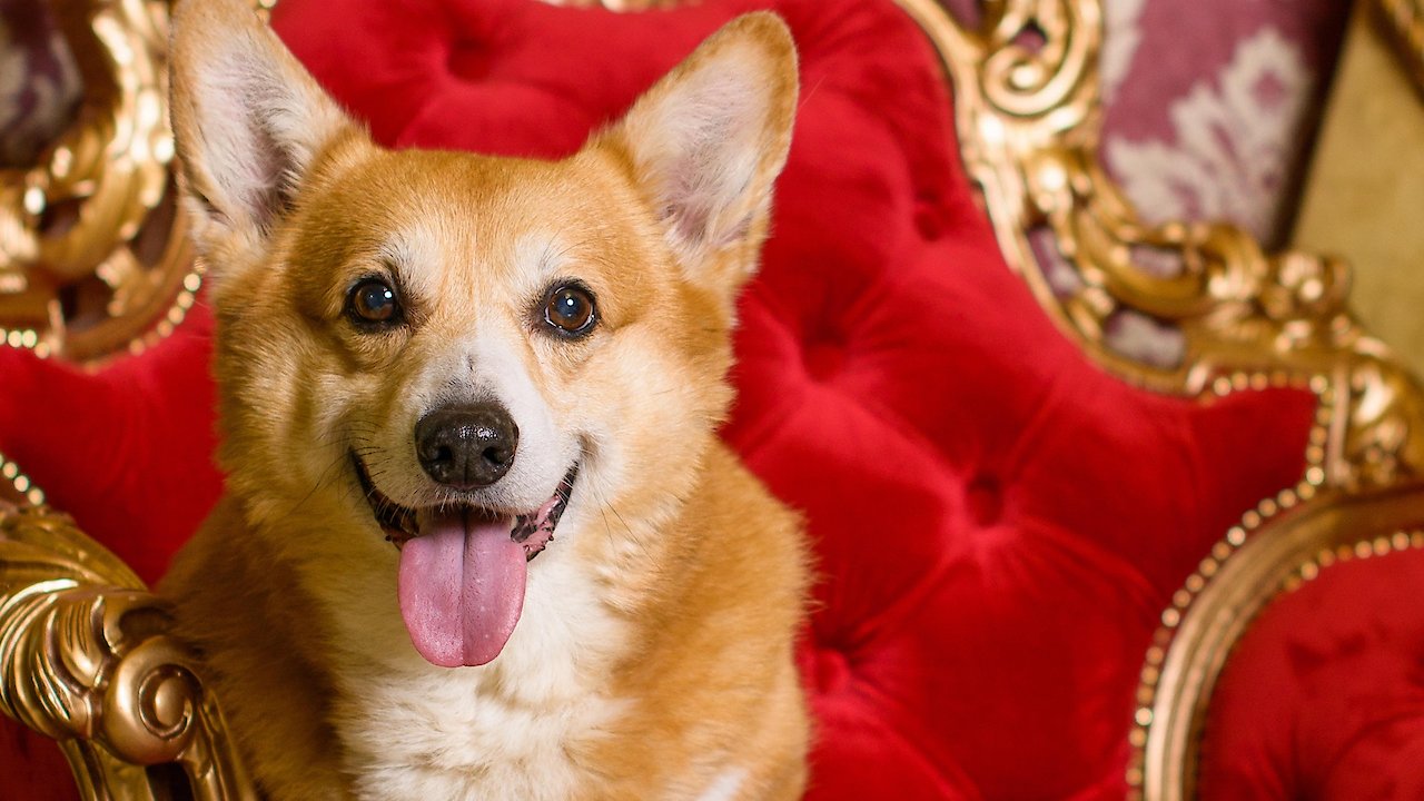 Royals and Animals Til Death Do Us Part