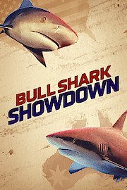 Bull Shark Showdown