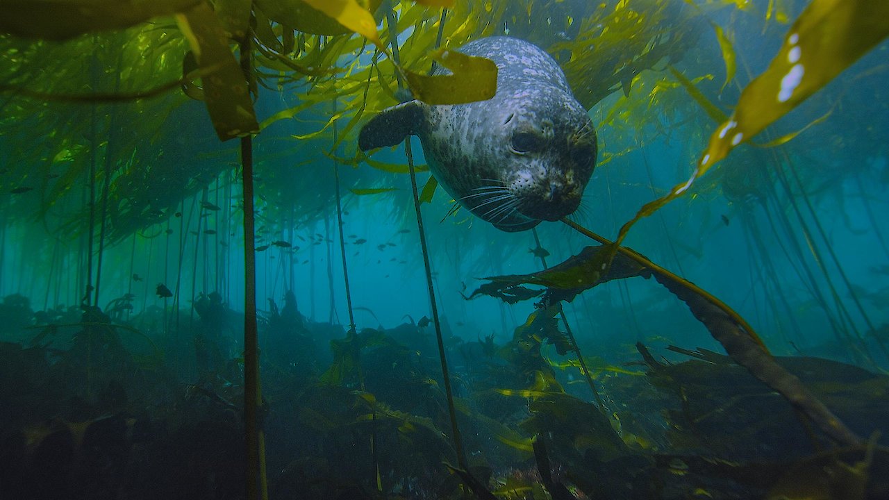 Seals Bullies in Blubber