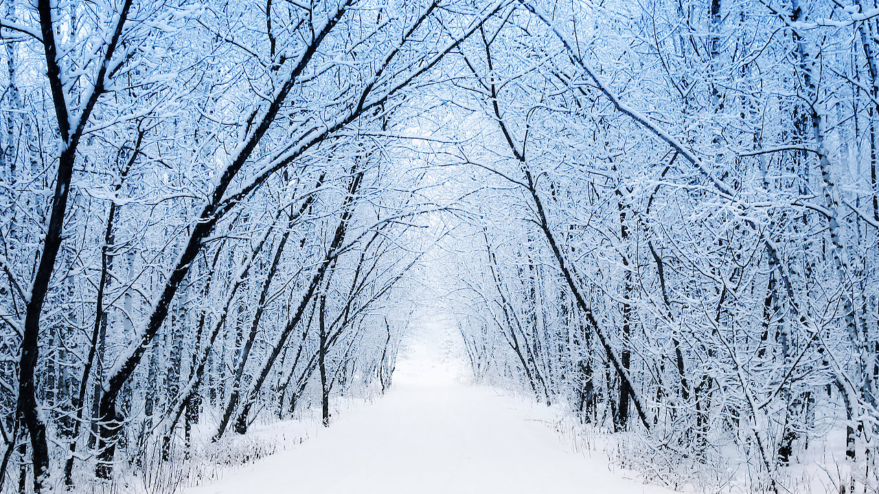 The Carols of Christmas