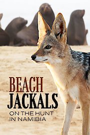 Beach Jackals