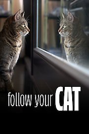 Follow Your Cat