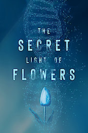 The Secret Light of Flowers