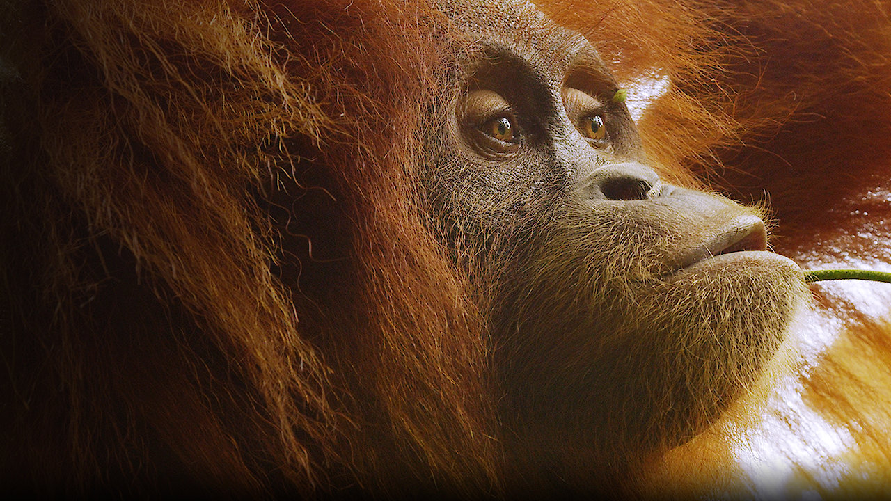 The Last Orangutan Eden