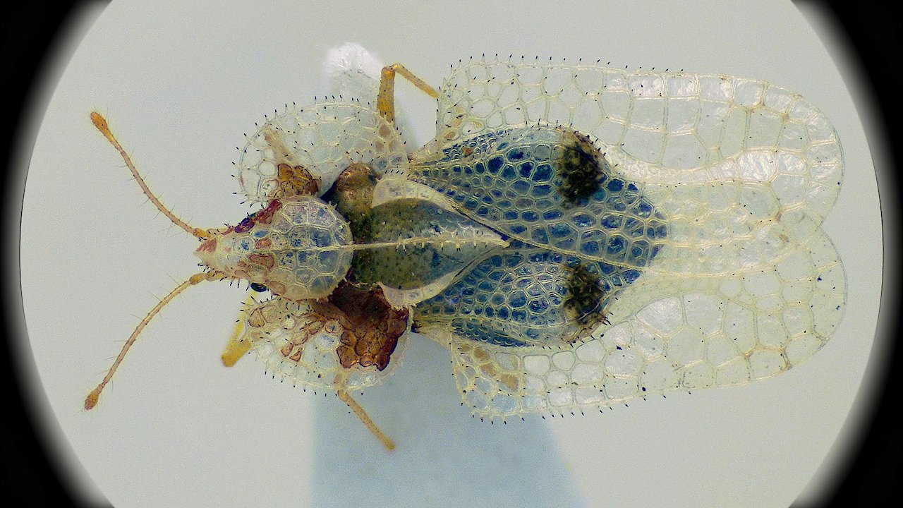 Insecticides: A License to Kill