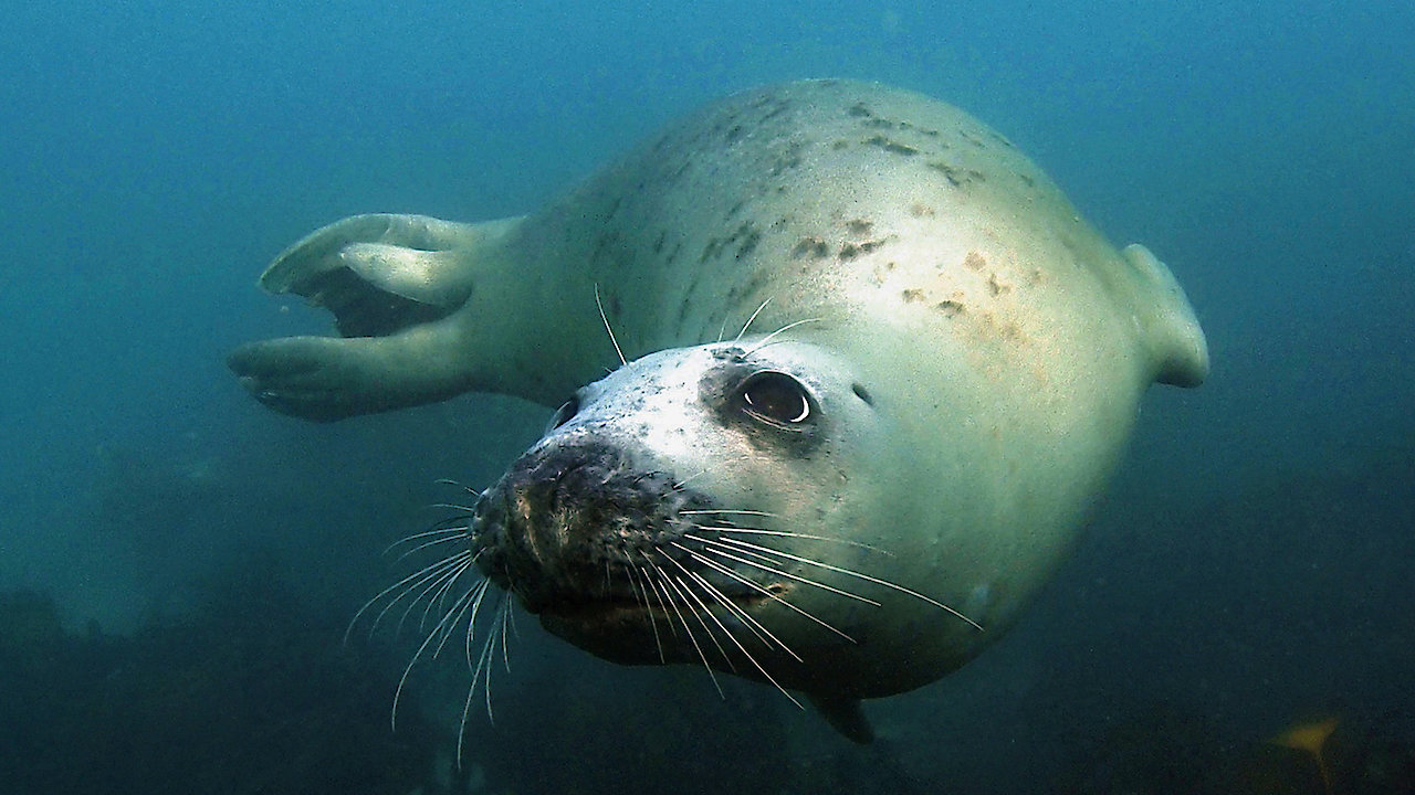 Home of the Seals