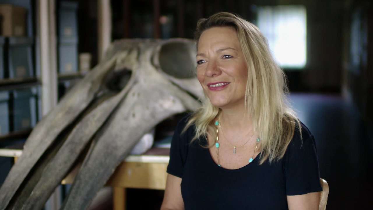 The Nazi Whaling Squadron