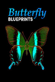Butterfly Blueprints