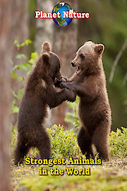 Strongest Animals in the World