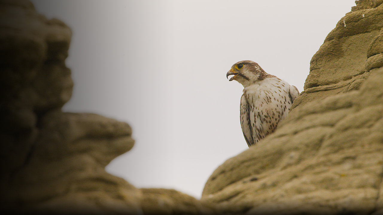 Grasslands: North America's Hidden Wilderness