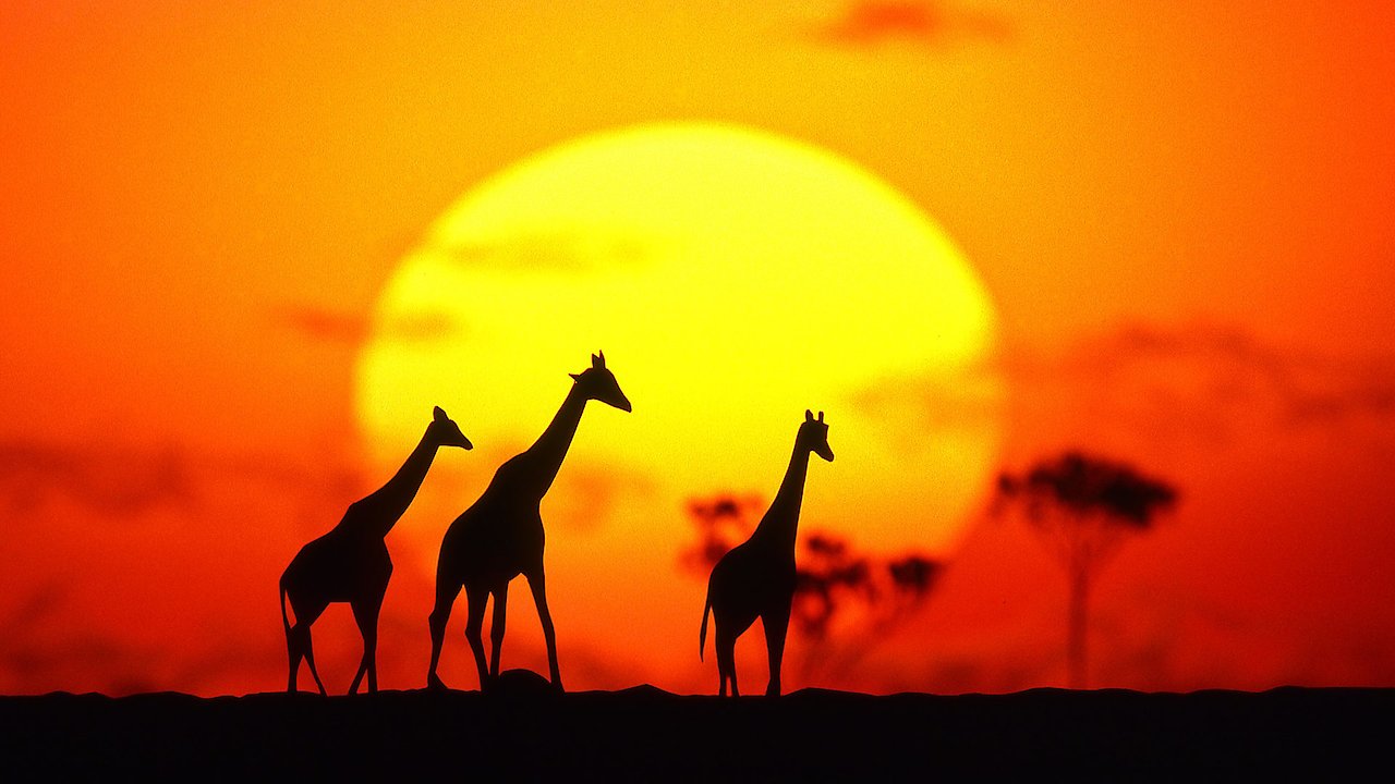 Incredible Creatures That Defy Evolution I