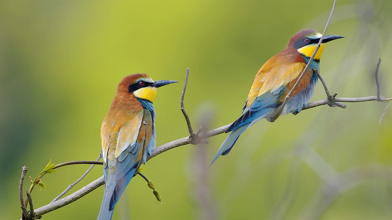 Birds of the Lakes Return