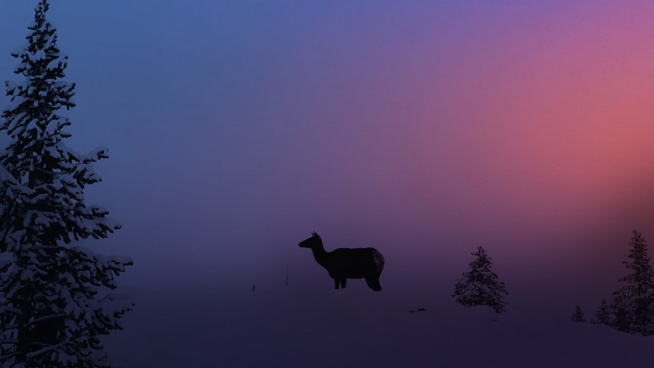 Yellowstone National Park in Winter