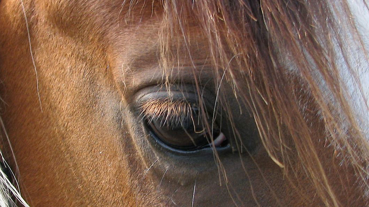 Herd Of Two: First Time Horse First Time Owner