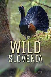 Wild Slovenia