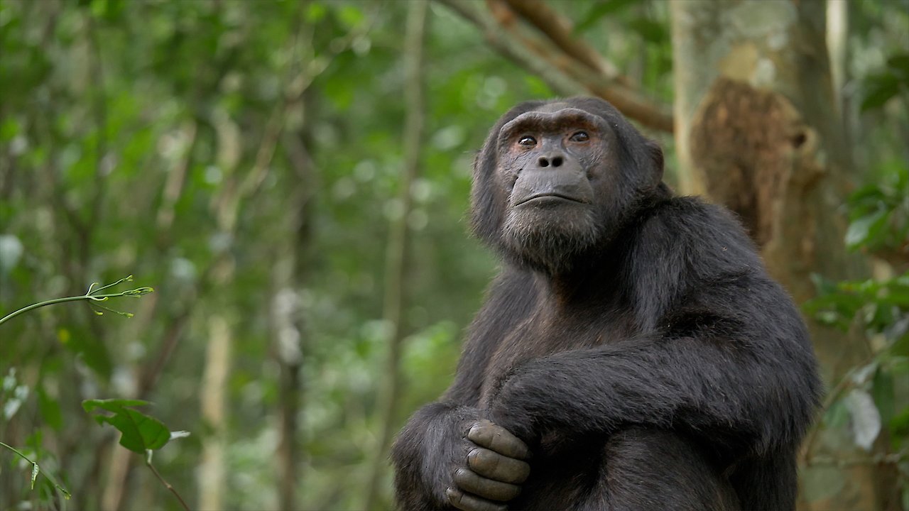 Uganda Through the Eyes of a Chimp