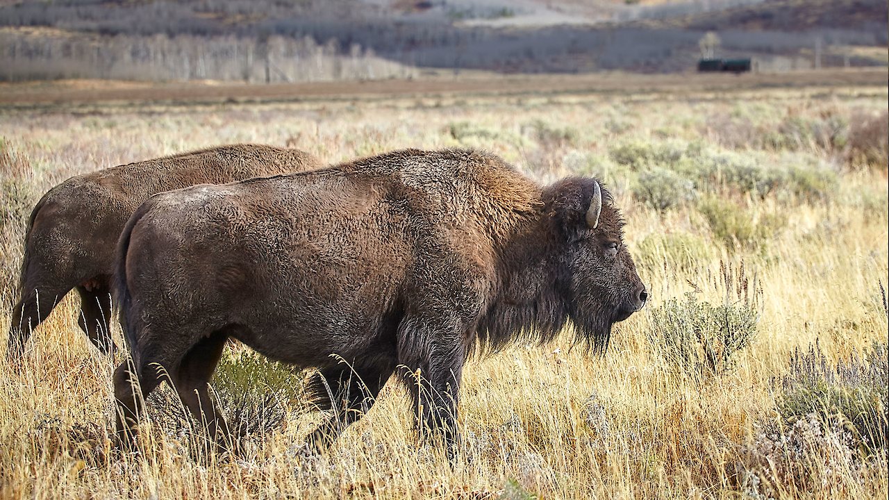 Return of the Buffalo Restoring the Great American Prairie