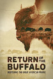 Return of the Buffalo Restoring the Great American Prairie