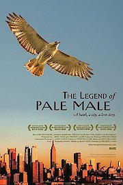 The Legend of Pale Male