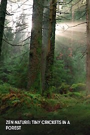 Zen Nature: Tiny Crickets in a Forest
