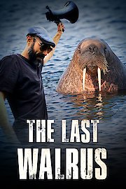 The Last Walrus Suffering in Captivity