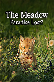 The Meadow Paradise Lost?