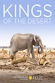 King of the Desert Lions