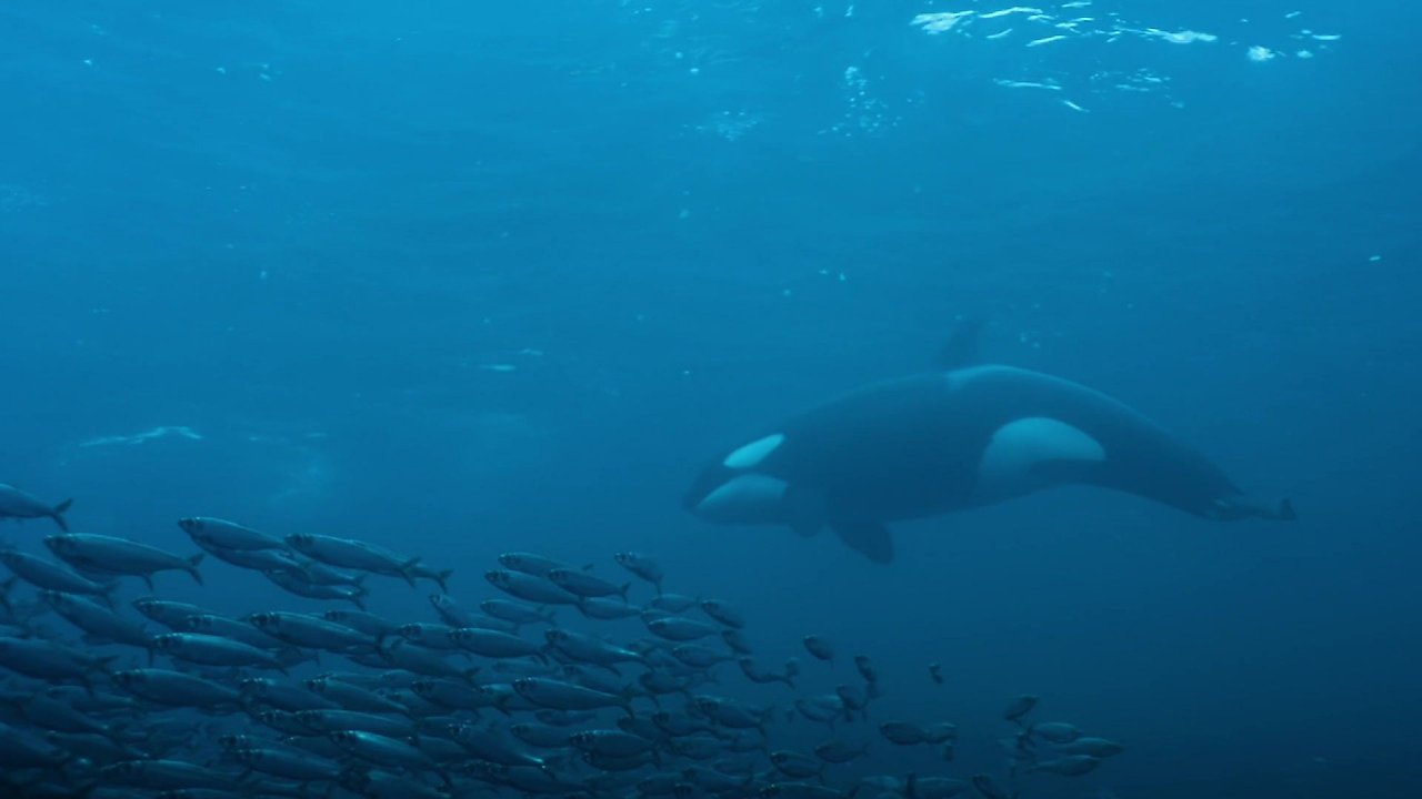 Migrations: The Big Swim