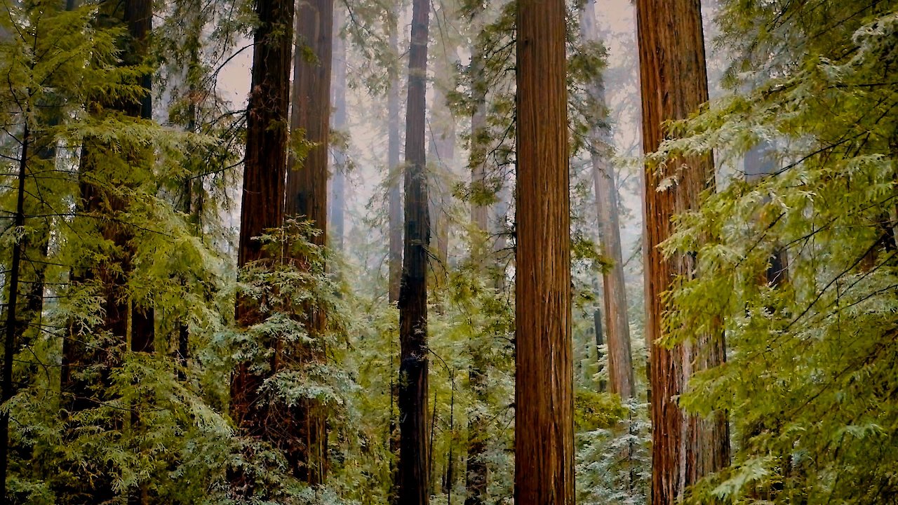 Voices of the Wisdom Keepers