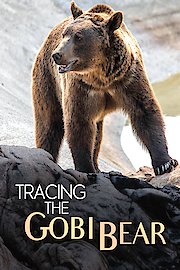 Tracing the Gobi Bear