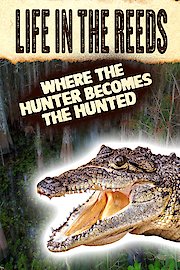 Life in the Reeds Where the Hunter Becomes the Hunted