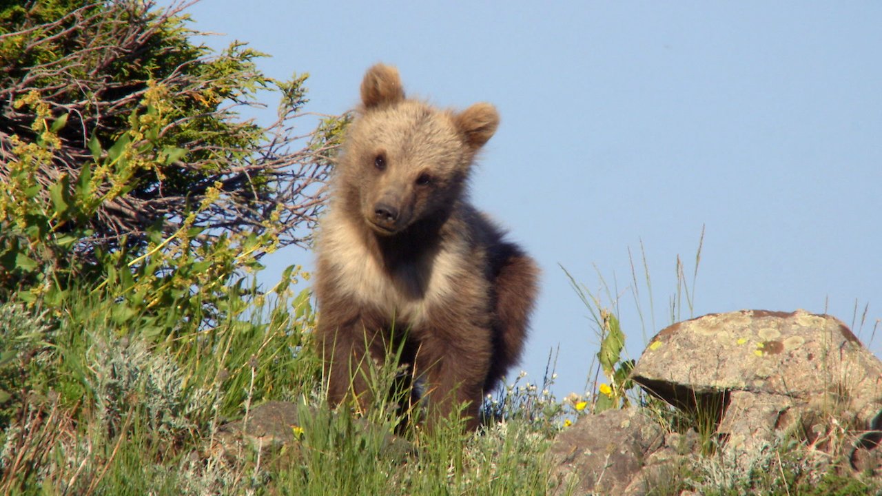 Tian Shan Land of Bears and Horses