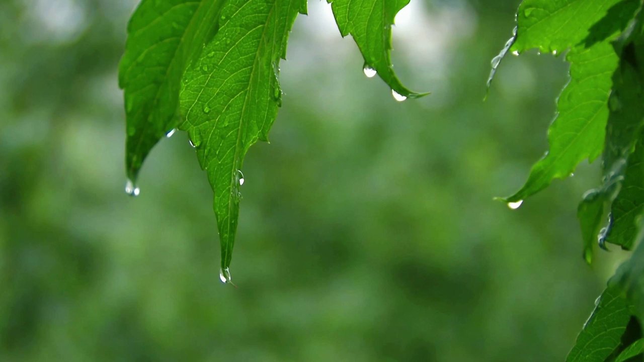 Zen Sleep: Soothing Forest Rain