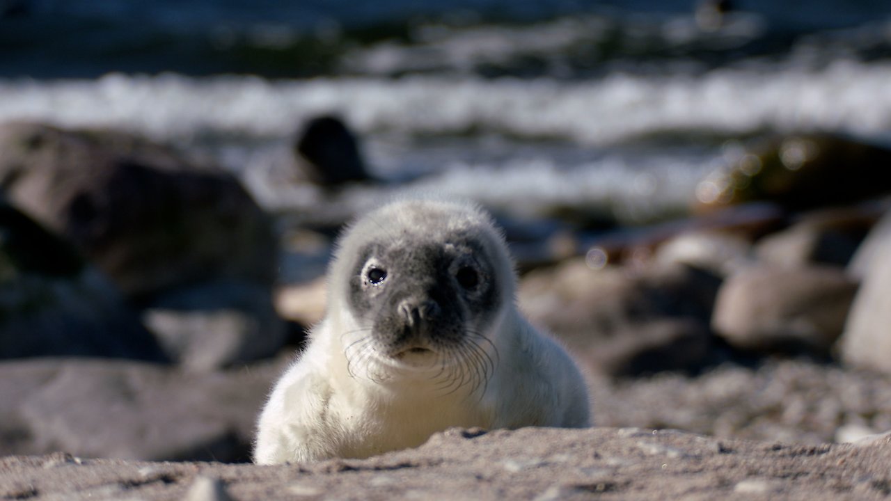 Seals Clowns of the Sea