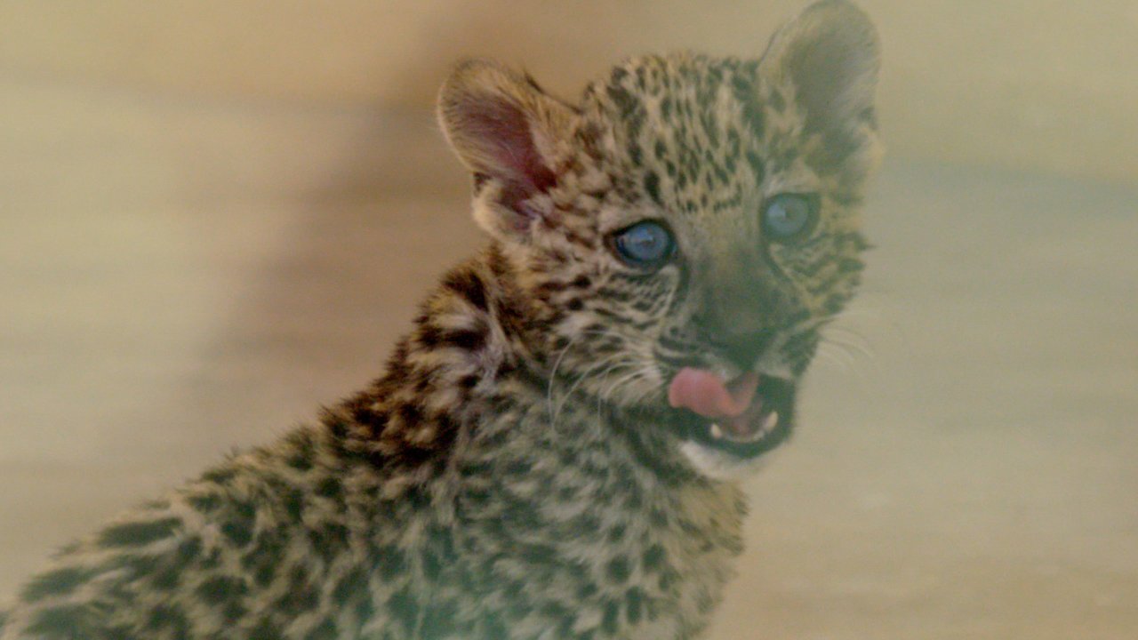 Land of The Arabian Leopard