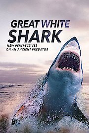 Great White Shark New Perspectives on an Ancient Predator