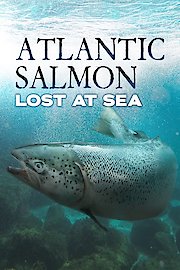 Atlantic Salmon Lost at Sea