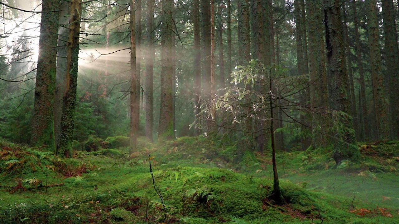 Sleep Helpers: Walking in a Forest