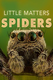 Little Matters Spiders