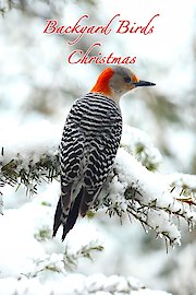 Backyard Birds Christmas