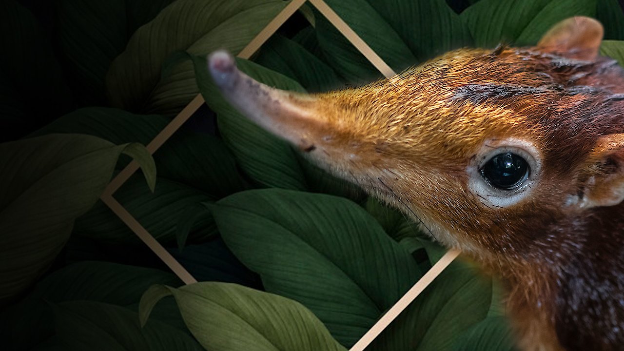 Elephant Shrew Spirit of the Forest