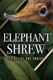 Elephant Shrew Spirit of the Forest