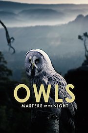 Owls: Masters of the Night