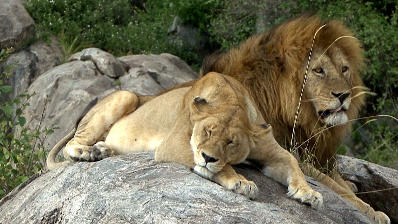 The Predators of Africa