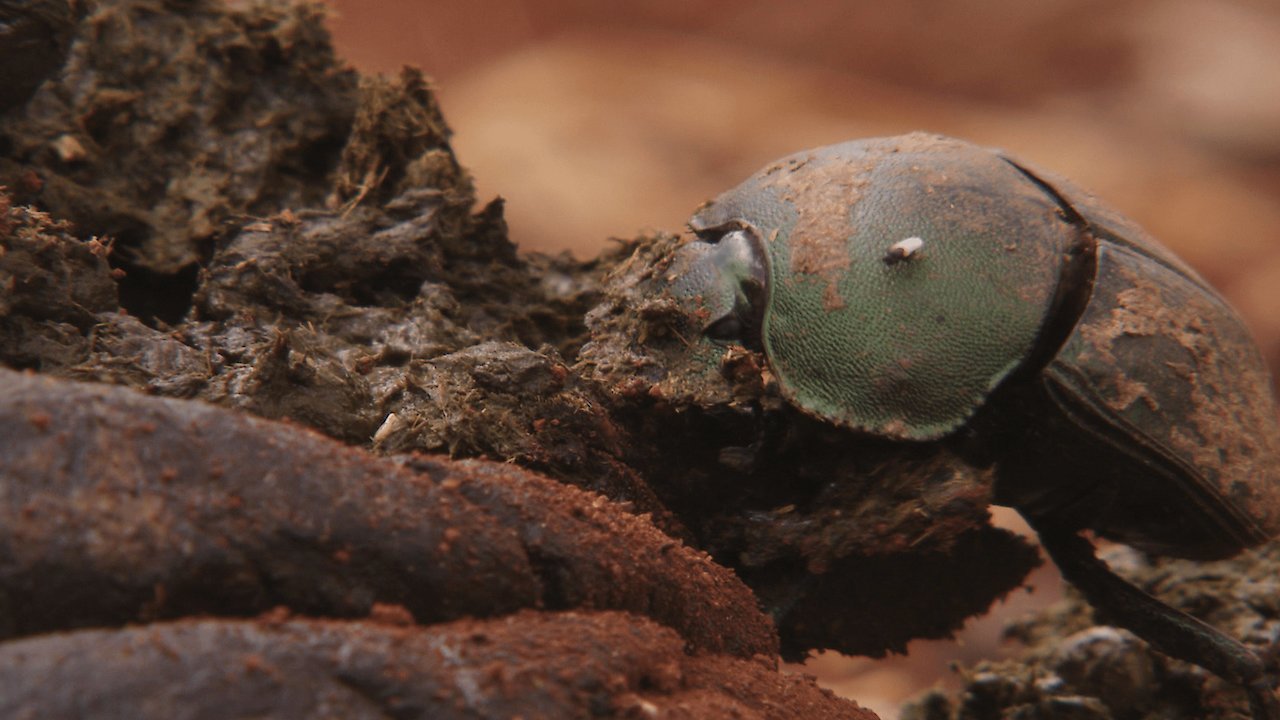 Six Feet Under the Savannah