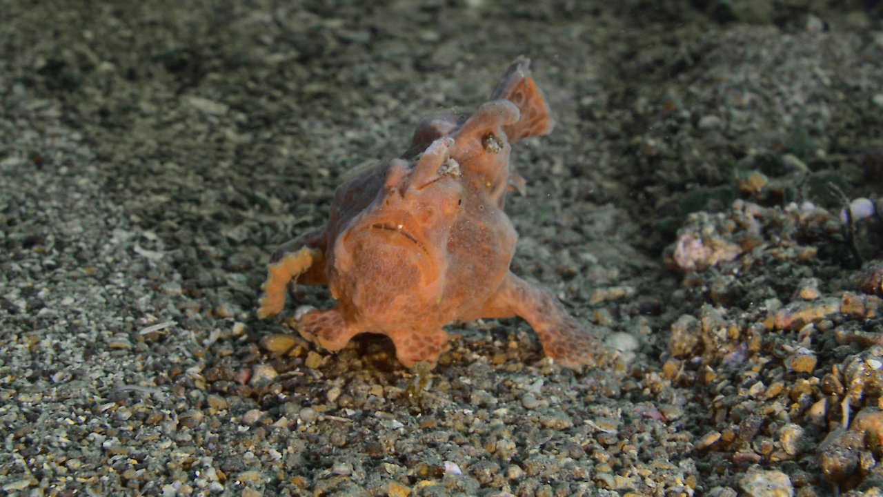 The Lembeh Strait Walking Fish