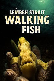 The Lembeh Strait Walking Fish