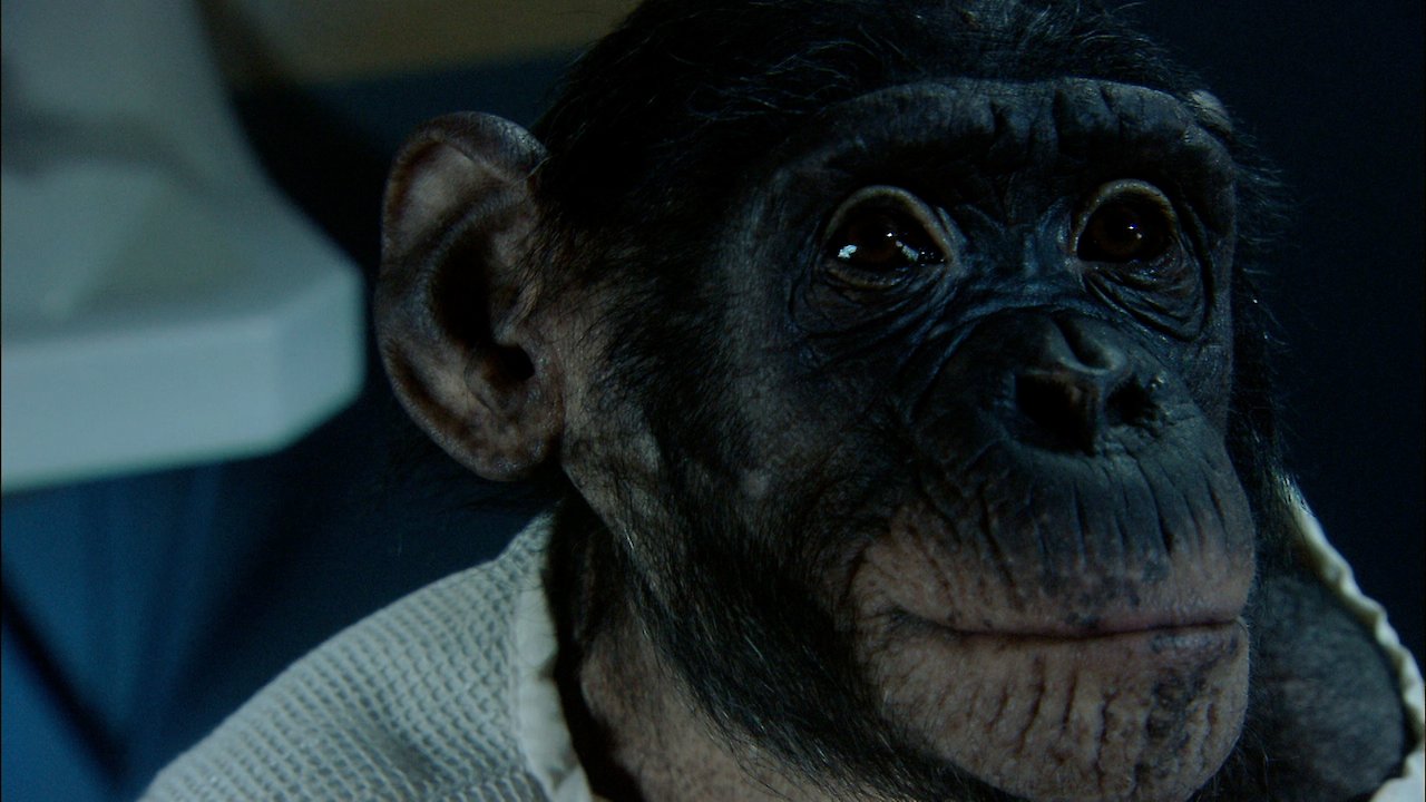 Ham The First Astrochimp